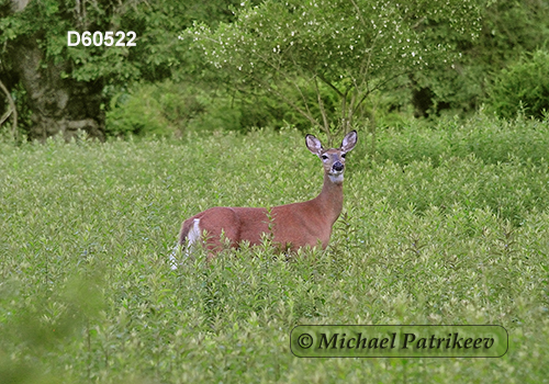 White-tailed Deer (Odocoileus virginianus)